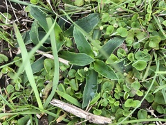 Eryngium sanguisorba