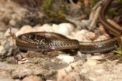 Psammophis crucifer