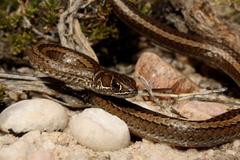 Psammophis crucifer