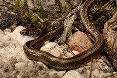 Psammophis crucifer