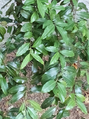 Backhousia citriodora