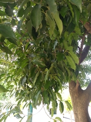 Mimusops elengi