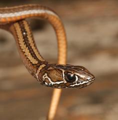 Psammophis crucifer