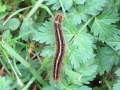 Malacosoma alpicolum