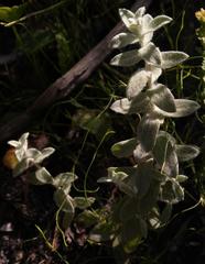 Helichrysum rotundatum