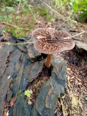 Pluteus umbrosus