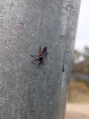 Laphria rufifemorata