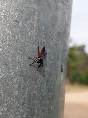 Laphria rufifemorata
