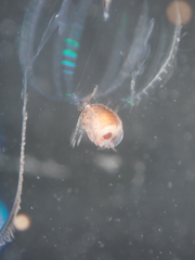 Hyperiidae