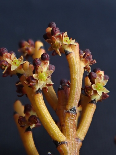 Exocarpos bidwillii Hook.fil.