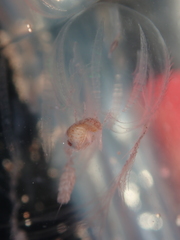 Hyperiidae