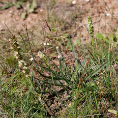 Echiostachys incanus