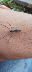Araneae