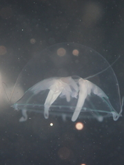Peachia neozealandica