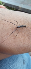 Araneae