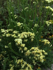 Helichrysum arenarium