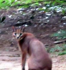 Caracal caracal caracal