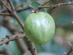 Phaleria macrocarpa