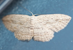 Scopula desita