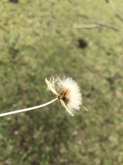 Chevreulia sarmentosa