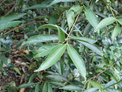Phaleria macrocarpa