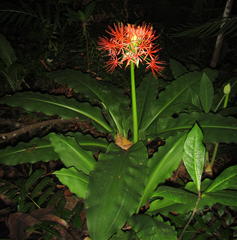 Scadoxus multiflorus katharinae