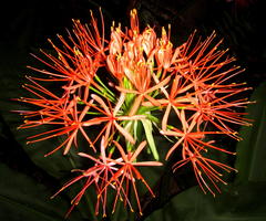 Scadoxus multiflorus katharinae