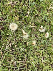 Chevreulia sarmentosa