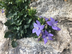 Campanula fragilis fragilis