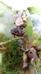 Neuroterus anthracinus