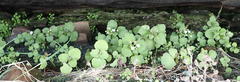 Crassula capensis promontorii