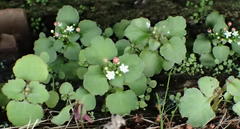 Crassula capensis promontorii