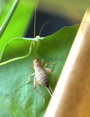 Ornebius bimaculatus