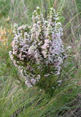 Erica hispidula hispidula