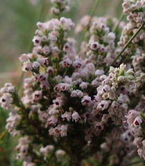 Erica hispidula hispidula