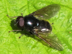 Cheilosia albitarsis
