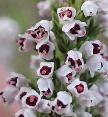 Erica hispidula hispidula
