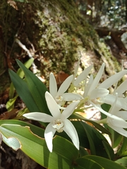 Dendrobium falcorostrum