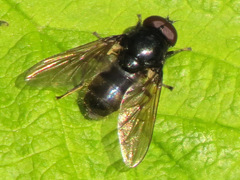 Cheilosia albitarsis