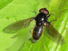 Cheilosia albitarsis