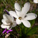 Sparaxis grandiflora - Photo (c) Carina Lochner, μερικά δικαιώματα διατηρούνται (CC BY-NC), uploaded by Carina Lochner