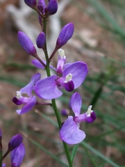 Comesperma volubile