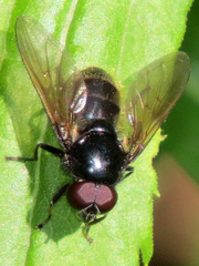 Cheilosia albitarsis