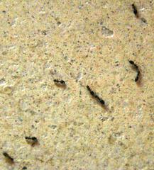Technomyrmex pallipes
