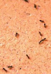 Technomyrmex pallipes
