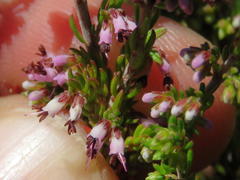 Erica phaeocarpa