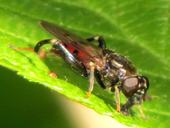 Chalcosyrphus libo