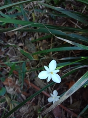 Libertia paniculata