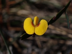Bossiaea ensata
