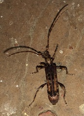 Tessaromma undatum